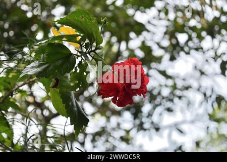 View of a red double layered Hawaiian hibiscus flower is blooming on a hibiscus twig under bright sky Stock Photo