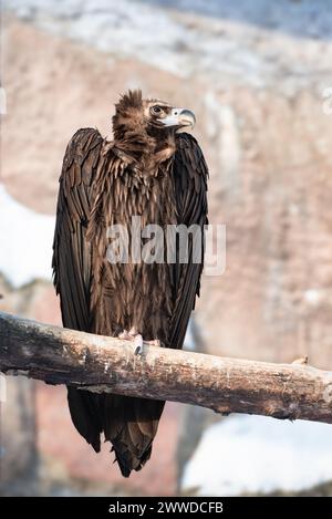 A cinereous vulture as large raptorial bird of prey, black vulture, monk vulture sits on tree log Stock Photo