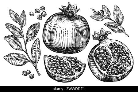 Pomegranate fruits, isolated set of elements for design. Sketch illustration hand drawn Stock Vector