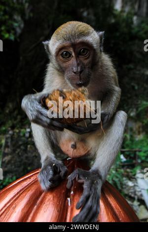 A monkey gazes intently while clutching a coconut, perched atop a vibrant red structure. Stock Photo