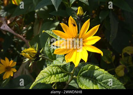 Topinambur, Helianthus tuberosus, is a species of sunflower native to central North America which is used as a root vegetable. Stock Photo