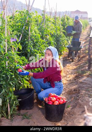 Concentrated girl collects a harvest of ripe tomatoes on a plantation ...