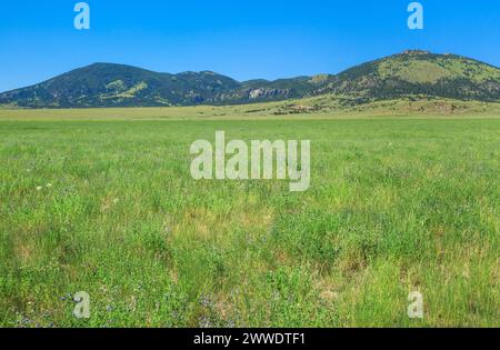 rangeland below saddle butte in the little rocky mountains near zortman, montana Stock Photo