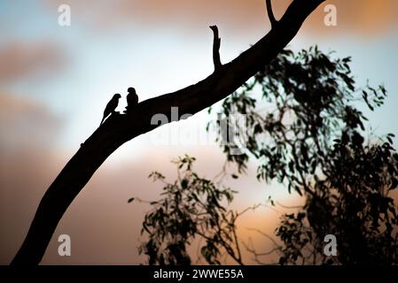 Rosella Parrots On A Branch, Brisbane, Queensland, Australia Stock Photo