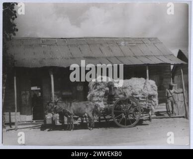 Description: Barbados. 'Jute transport'. [Depicting donkey drawn cart laden with jute]. Photograph No DOR 4808 D Official Barbados photograph compiled by the Central Office of Information. Location: Barbados Date: [1950] barbados, caribbean, caribbeanthroughalens Stock Photo