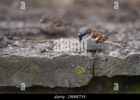 Male house sparrow (Passer domesticus)  closeup shot.  house sparrow on a limestone wall. Stock Photo