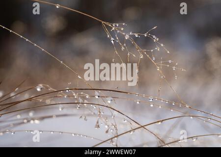 Thaw (weather) background. Raindrops on dry grass in the meadow. Natural background. Stock Photo