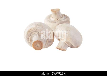 White champignons mushrooms isolated on white. Agaricus bisporus. Three raw button mushrooms. Stock Photo