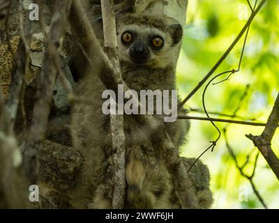 Western woolly lemur, Avahi occidentalis, Ankarafantsika National Park, Madagascar Stock Photo