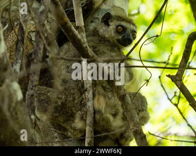 Western woolly lemur, Avahi occidentalis, Ankarafantsika National Park, Madagascar Stock Photo