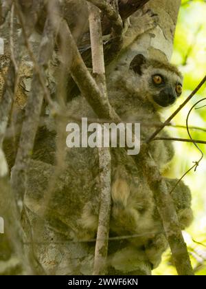 Western woolly lemur, Avahi occidentalis, Ankarafantsika National Park, Madagascar Stock Photo