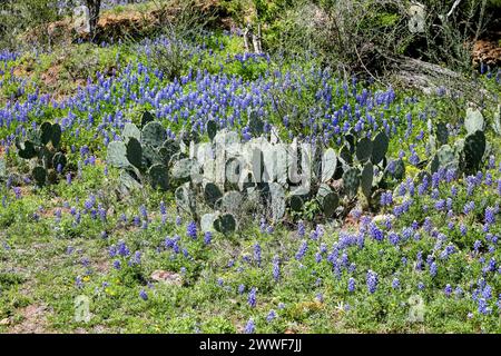 Bluebonnets along the Willow City Loop in the Texas Hill country Stock Photo
