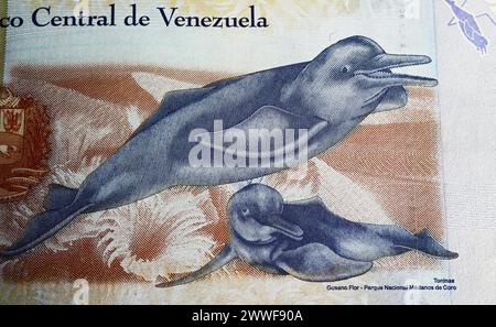 Portrait of  Boto Amazon Orinoco River Dolphins (Inia geoffrensison) on Venezuela 500 Bolivar currency banknote (focus on center) Stock Photo