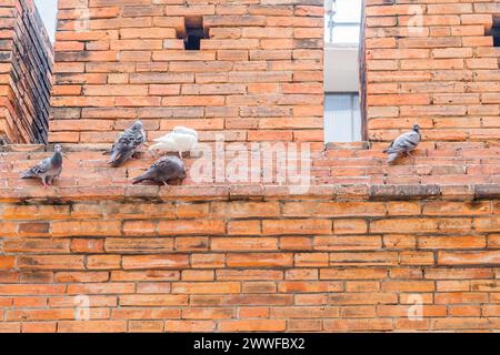 Pigeons perched on the ledge of a textured orange brick wall, in Chiang Mai, Thailand Stock Photo