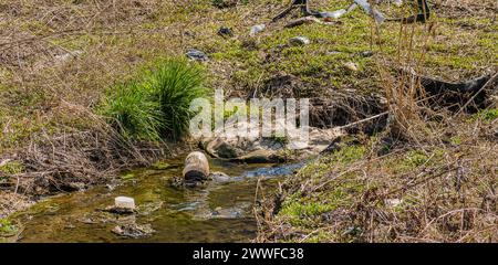 Grass tuft by a small stream littered with trash highlighting pollution, in South Korea Stock Photo