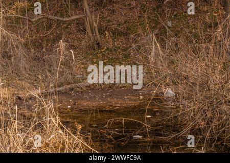 A small stream running through a wilderness area with dry vegetation, in South Korea Stock Photo
