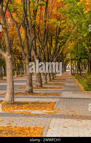 Golden autumn leaves on trees lining a park pathway, in South Korea Stock Photo