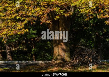 Broken tree branches and sticks haphazardly stacked next to trunk of tree in mountainside public park in South Korea Stock Photo