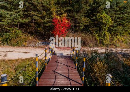 A tranquil footbridge leads to a vibrant red bush among green pines in an autumn setting, in South Korea Stock Photo