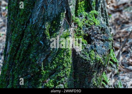 Close-up of vibrant green moss growing on the textured bark of a tree, in South Korea Stock Photo