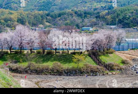 Cheery blossom trees at edge of new park being constructed in rural community Stock Photo