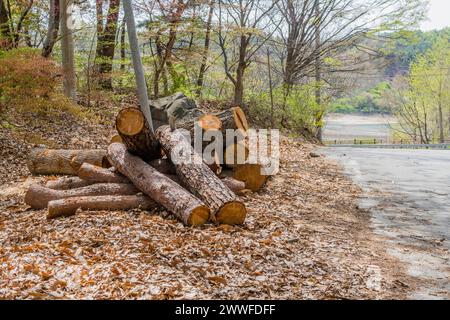 Freshly cut wooden logs piled by a forest road, surrounded by autumn leaves, in South Korea Stock Photo
