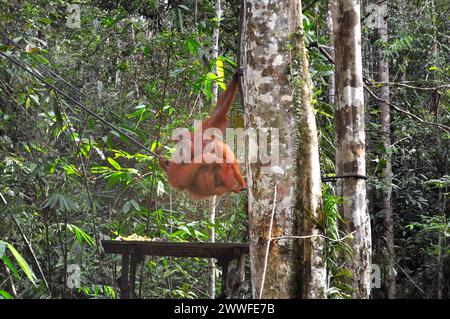 Semenggoh Nature Reserve, Pongo pygmaeus, sarawak, malaysia Stock Photo