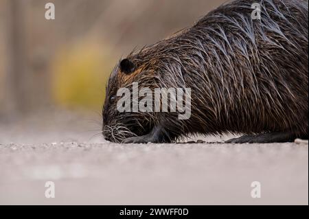 Nutria (Myocastor coypus), wet, walking across a gravelled path to the left with its nose on the ground, profile view, close-up, background blurred Stock Photo