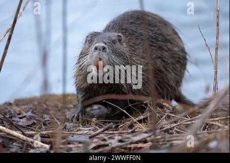 Nutria (Myocastor coypus), wet, coming out of the water, at eye level, showing orange coloured teeth, walking through branches and twigs, background Stock Photo