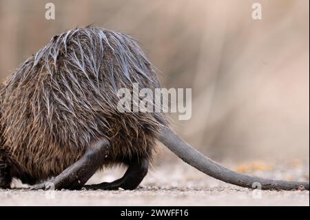 Nutria (Myocastor coypus), only the rump, feet and tail visible, wet, walking across a gravelled path to the left, background blurred, Rombergpark Stock Photo