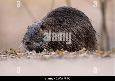 Nutria (Myocastor coypus), wet, walking over ground to the left with nose close to the ground, profile view, background blurred, Rombergpark Stock Photo