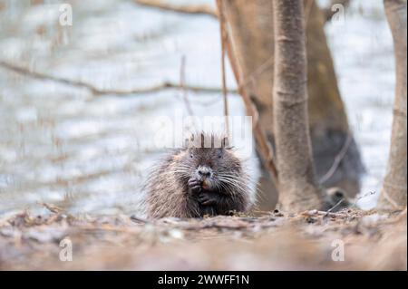 Nutria (Myocastor coypus), wet, coming out of the water, making a funny face, facial expression, walking through branches and twigs, background light Stock Photo