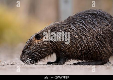 Nutria (Myocastor coypus), wet, walking across a gravelled path to the left with its nose on the ground, profile view, close-up, background blurred Stock Photo