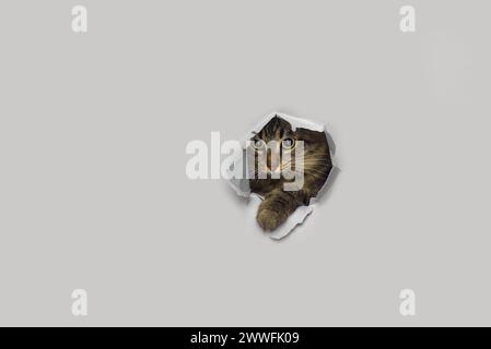 Tabby cat peeks through a torn paper background. Surprise concept. Stock Photo
