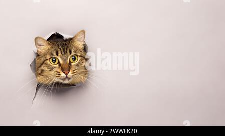 Tabby cat peeks through a torn paper background. Surprise concept. Stock Photo