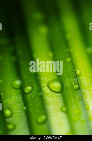 Raindrops on a green palm leaf close-up. Nature background Stock Photo