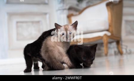 tiny bengal kittens of different colors in the living room against the background of a classic-style interior Stock Photo