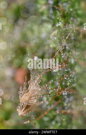 Abstract nature background. Macro photo of forest green moss with blue dew drops. Blurred and bokeh.Beautiful sparkling lights, suitable for wallpaper Stock Photo