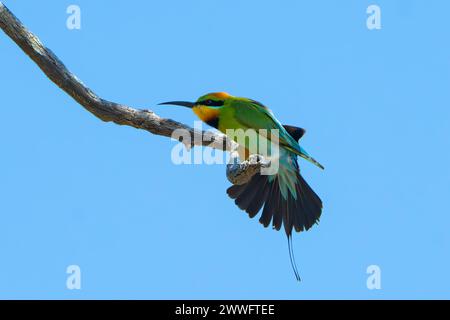 Rainbow Bee-eater (Merops ornatus) preening, Western Australia, Australia Stock Photo