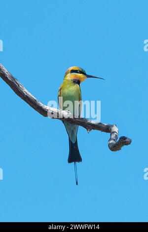 Portrait of a Rainbow Bee-eater (Merops ornatus) perched on a limb, Western Australia, Australia Stock Photo