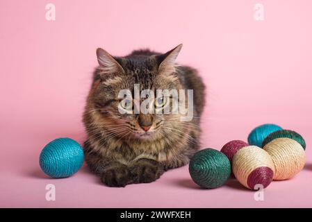 Tabby cat and easter eggs on pink background. Funny Easter background. Stock Photo