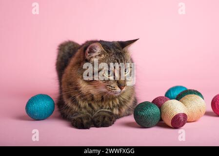 Tabby cat and easter eggs on pink background. Funny Easter background. Stock Photo