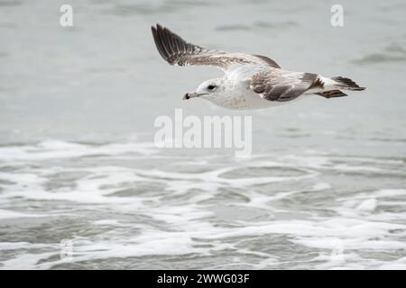 Ring-billed gull (Larus delawarensis) in flight over the shoreline at Jacksonville Beach in Northeast Florida. (USA) Stock Photo