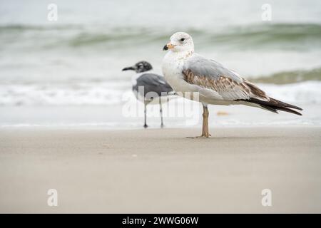Low angle view of a ring-billed gull (Larus delawarensis) and a laughing gull (Leucophaeus atricilla) along the shoreline at Jacksonville Beach, FL. Stock Photo