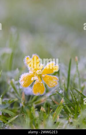 Small yellow flower [ Creeping cinquefoil,  Potentilla reptans ] covered in frost on a lawn Stock Photo