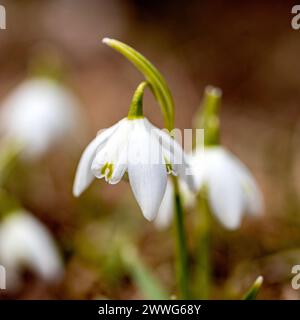 snowdrops are harbingers of spring, snowdrops are popular ornamental plants, spring in nature Stock Photo