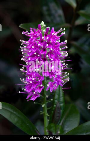 Shrub Veronica (Veronica speciosa, Hebespeciosa variegata) New Zealand  Stock Photo - Alamy