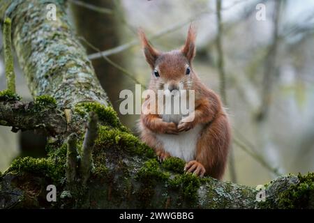 Eichhörnchen Stock Photo