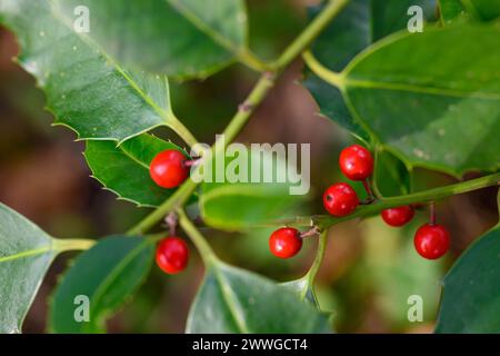 Vibrant red holly berries nestled among glossy green leaves. Stock Photo