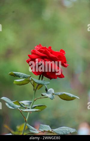 Red rose in foreground with tree in blurry background Stock Photo